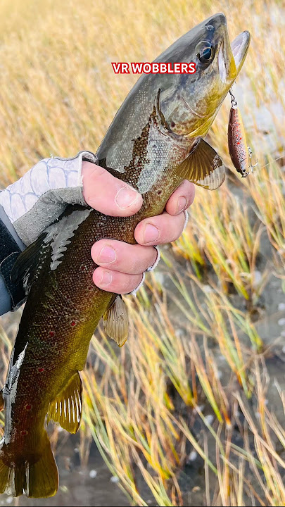New lure testing was very successful! #handmade #stickbait #trout #fishing #mountains #lake