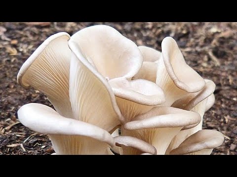 زراعة الفطر في المنزل زراعة