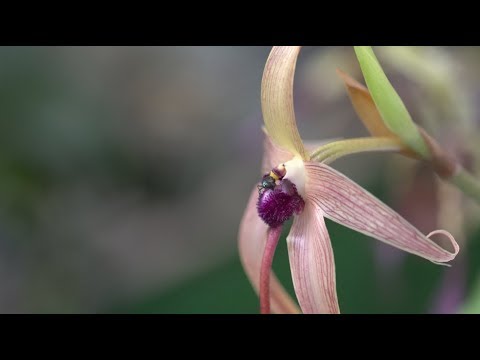 Видео: Dendrobium (59 зураг): цэцгийн сорт, цахирмаа цэцгийн нөхөн үржихүй, гэрийн арчилгаа