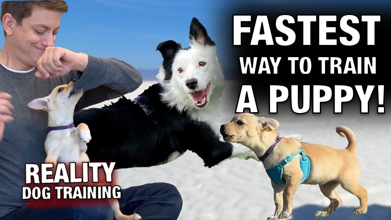 ⁣If You Want to TRAIN YOUR PUPPY FAST￼, I GUARANTEE This Video Will Save You So Much Time!