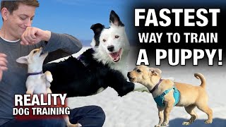 If You Want to TRAIN YOUR PUPPY FAST, I GUARANTEE This Video Will Save You So Much Time!