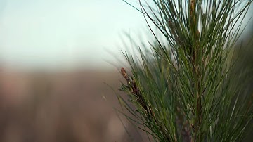 Weyerhaeuser: Sustainable Forestry