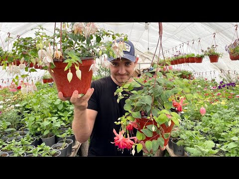 Видео: Токсичность растений фуксии - можно ли есть цветы или ягоды фуксии
