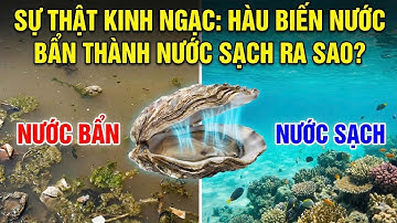 Sự Thật Kinh Ngạc: Hàu Biến Nước Bẩn Thành Nước Sạch Ra Sao?