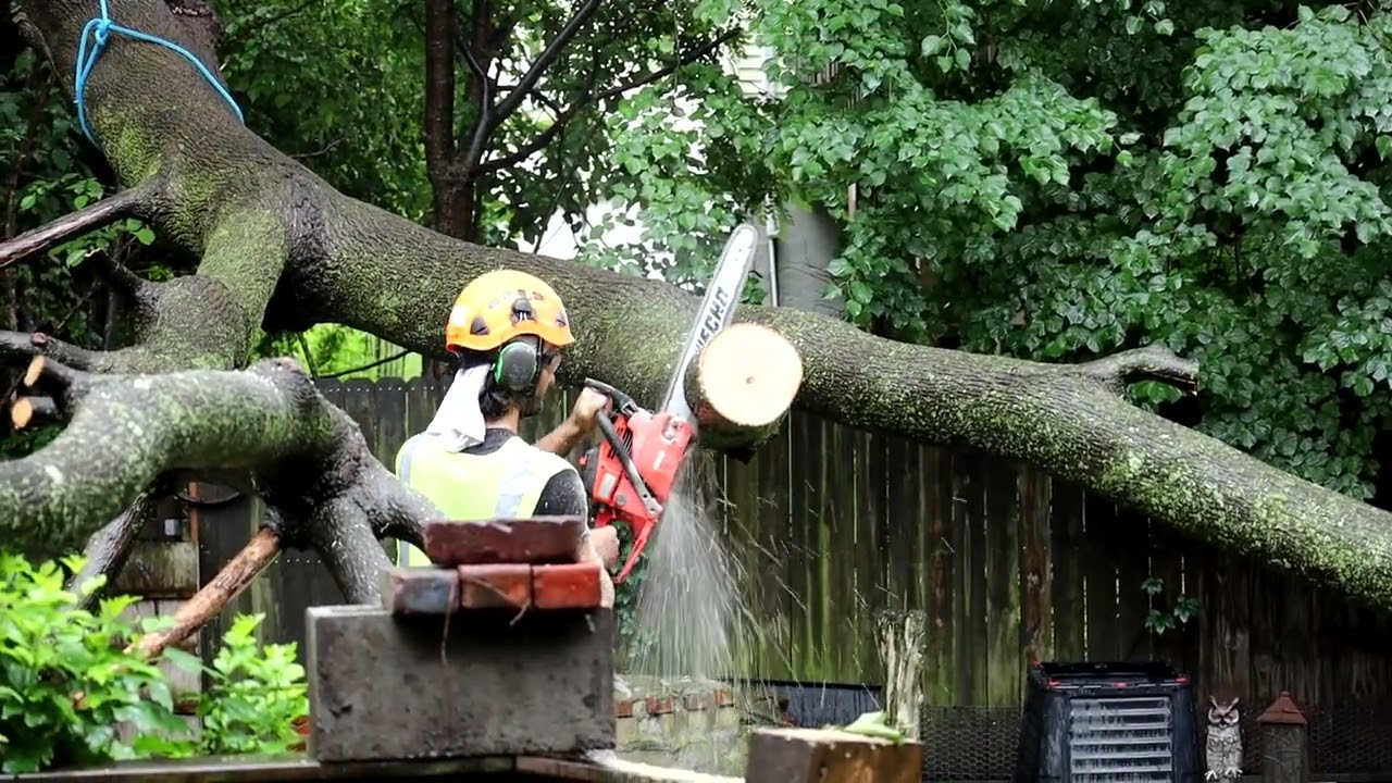Alex of Essential Tree Service  at work in Brighton MA  7/18/2021