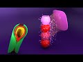 3D Heart Tube Embryology - Myoepicardial mantle - Proepicardial organ - CVS Embryology