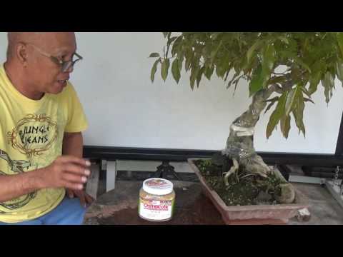 Video: Paano Pangalagaan Ang Bonsai