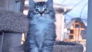 Siberian Kitten by Astera Siberians 1,087 views 13 years ago 1 minute, 12 seconds