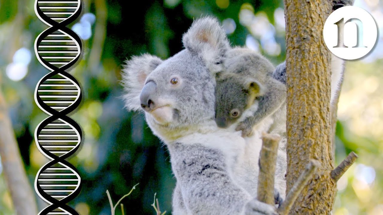 Meet the Smithsonian Scientist Unlocking Crucial Conservation Clues in the  Genetic Code of Koalas, Smithsonian Voices