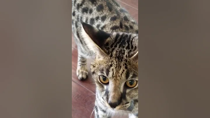 Watch the video about Savannah F1 play fighting