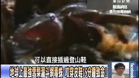 好奇戳漏斗白网 巨黑蜘蛛闪电猛扑露毒牙狠咬！20140825-03 - 天天要闻