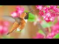 Beautiful Relaxing Music, Peaceful Instrumental Music, &quot;Spring Day&quot;