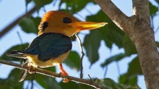 cekakak gunung, burung cantik yang kini mulai sulit di jumpai