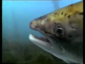 شي مذهل لهجرة اسماك السلمون Migration of salmon mp3