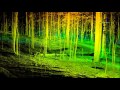 Terrestrial LiDAR Forest Transect