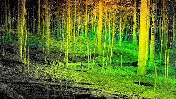 Terrestrial LiDAR Forest Transect