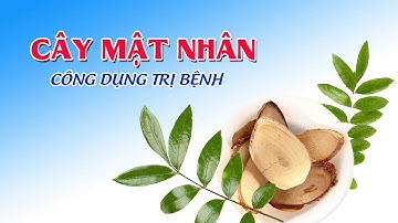 Cây Mật Nhân Công Dụng Điều Trị Bệnh