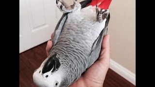 How to Create a Cuddly & Affectionate Parrot screenshot 5