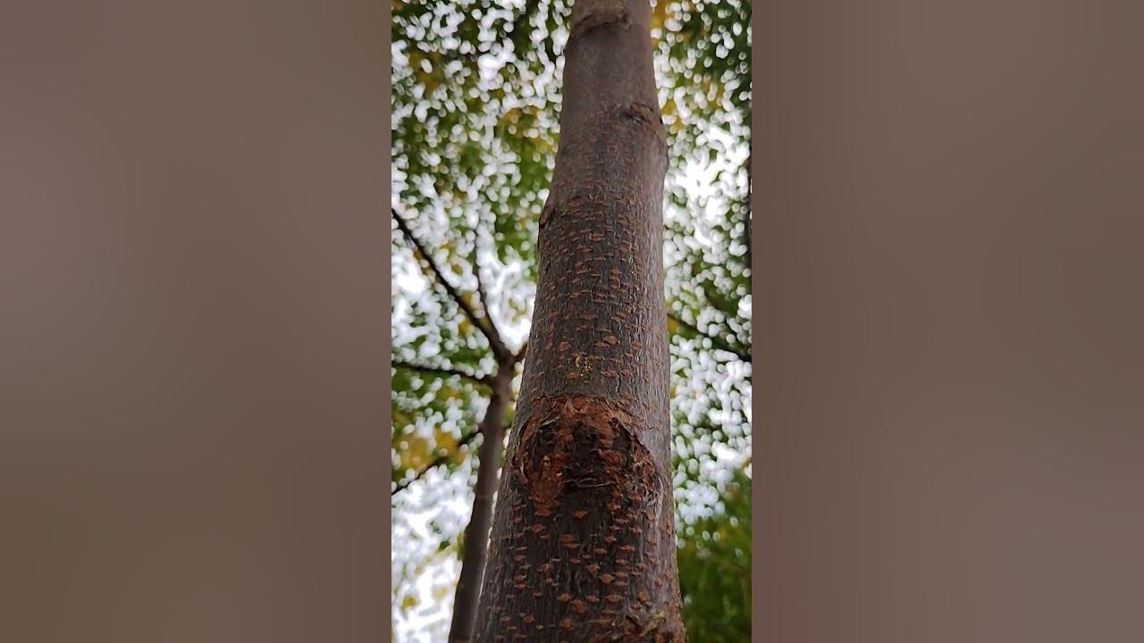 Green tree YouTube