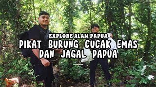 PIKAT Burung CUCAK EMAS  Papua dan JAGAL PAPUA  HITAM// diAlam Liar hutan Papua