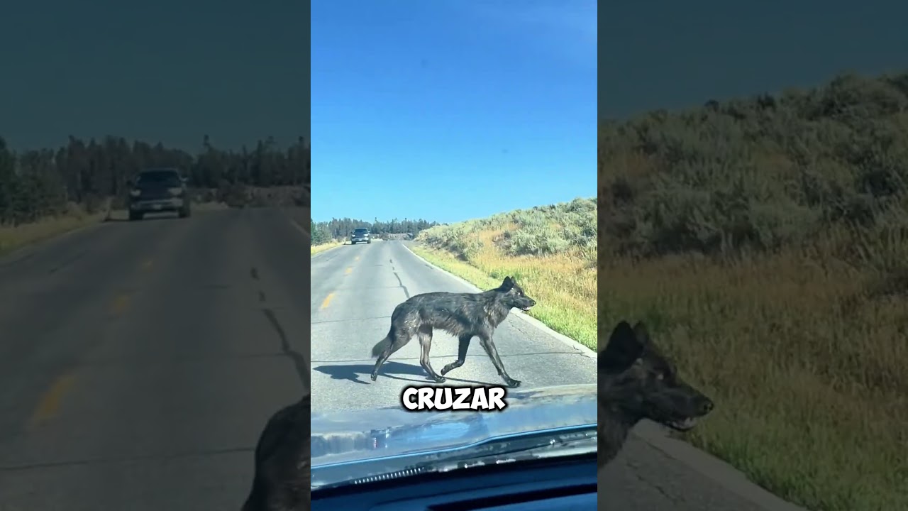 ¡Increíble! Un Lobo Educadamente Espera Su Turno para Cruzar la Carretera 🐺🚗 #shorts
