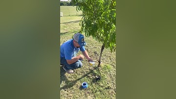 🐛 How to keep the bugs off your peach trees!! 🐛 🐜
