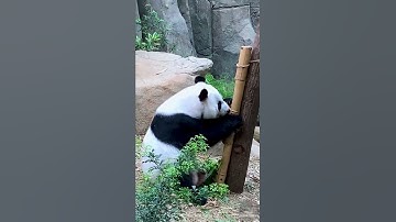 Endangered Pandas | Loan from china to the World ? #shorts #shortsvideo