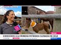 ¡Hito científico!: Conocemos a la primera potranca clonada en Chile