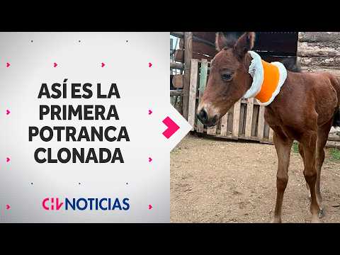 Scientific milestone!: Meet the first cloned filly in Chile