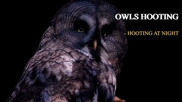 Different Owls hooting at Night video. 9 Hours of Owls Sounds "hoot" "hoot" to relax, sleep 🌃 🦉🦗💤