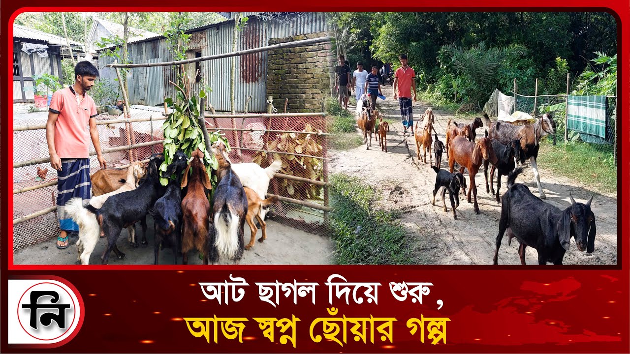 আট ছাগল দিয়ে শুরু, আজ স্বপ্ন ছোঁয়ার গল্প | Daily Niropekkho |