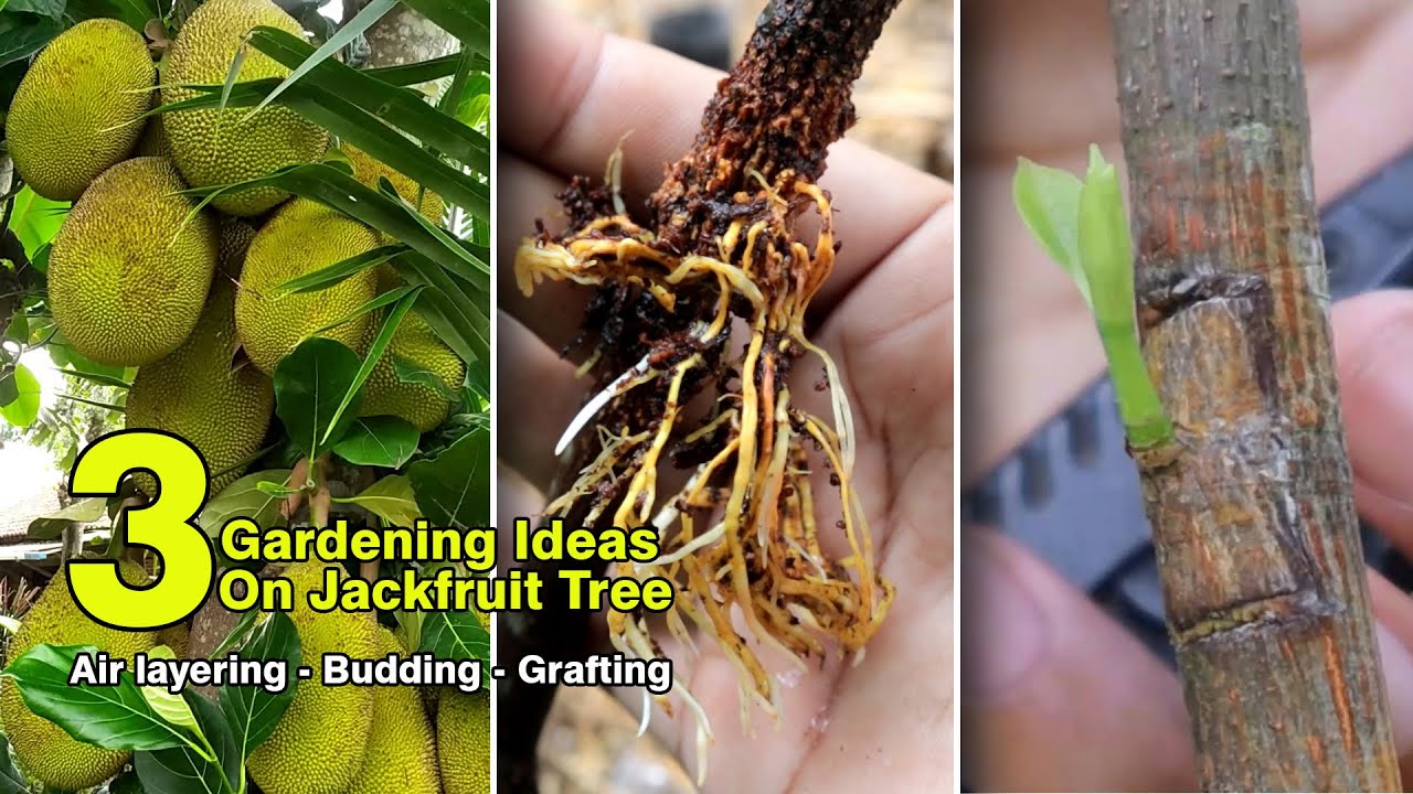 3 Gardening idea on jackfruit tree air layering grafting budding