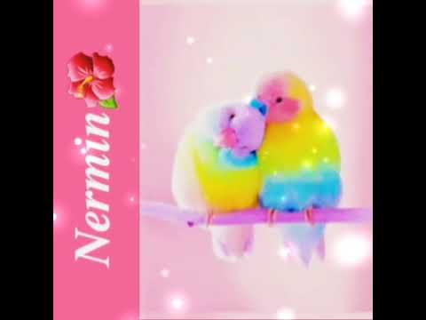 «Nermin»_adına gözel video🦜