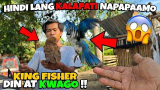 JUSKO SOBRANG GALING MAGPAAMO  HINDI LANG KALAPATI, PATI KING FISHER AT KWAGO!