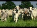 ABBA International Brahman Promo Video - English