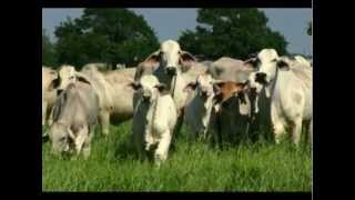 ABBA International Brahman Promo Video - English