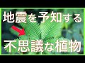 【地震の前兆】一家に一株欲しい地震を予知する不思議な植物