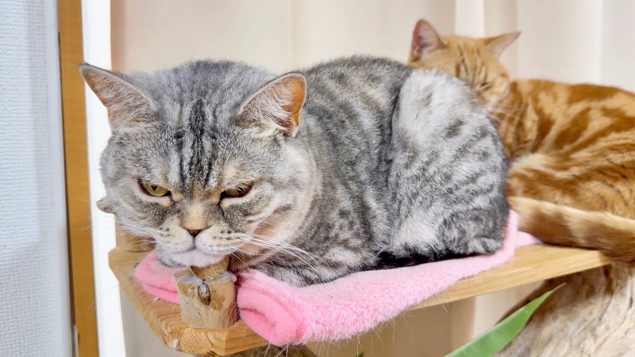 猫ママさま 子供と寄り添ってくつろぐママ猫の表情が - YouTube