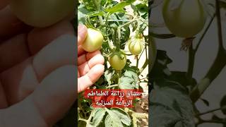 عشاق زراعة الطماطم/ الزراعة المنزلية/grow tomatoes ?