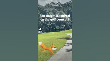 A fox caught a squirrel on the golf course!!!