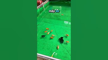 Tập 146 | Nuôi cá vàng có cần sủi oxy 24/24 không? #traicacanhnhabunny #goldfish #fyp