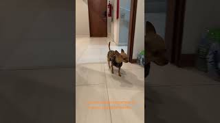 Perros graciosos #humor #comedia #chihuahuafanclub #perrosgraciosos #perrosdivertidos #perroslindos