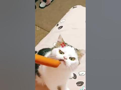Кот и сосиска )) Киса очень злой )))) - YouTube