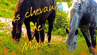 Saint-Pierre et Miquelon : Miquelon-Langlade : Les chevaux en liberté