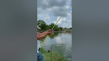 Một Ngày Đi Câu Cá Tra Sẽ Như Thế Nào #Shorts