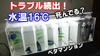 ベタ水槽トラブル続出 水温16 ベタマンション 19 Youtube