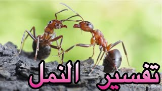 تفسير حلم النمل/ تفسير حلم النمل في البيت / تفسير حلم النمل الاسود / المفسرة رحاب