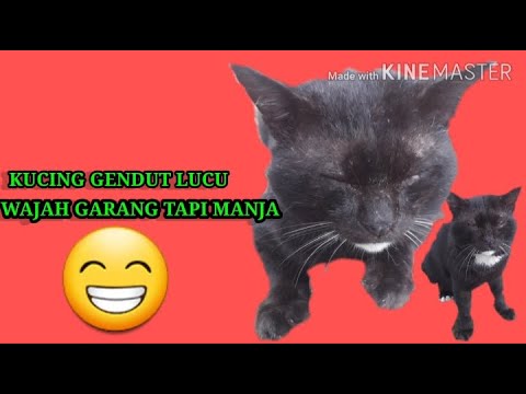  Kucing  Gendut  YouTube