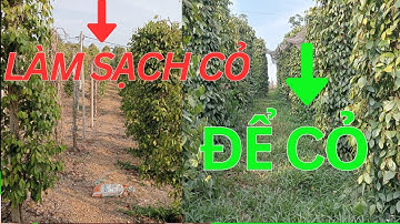 So Sánh Hai Phương Pháp Làm Cỏ Vườn Tiêu. Các Làm Nào Hiệu Quả Hơn ?