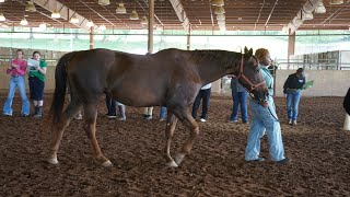 Georgia 4-H Horse Judging